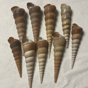 Set of Spiral Seashells in Brown and Tan